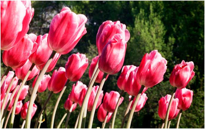 Almaty Tulips