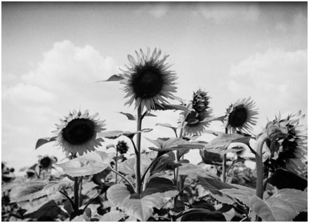 Serbian Sunflowers
