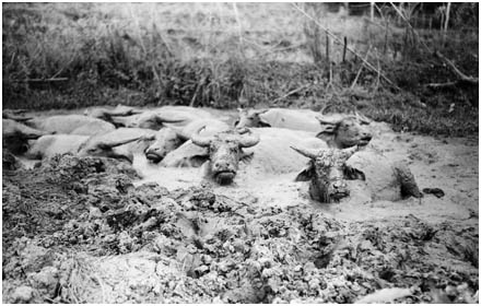 A herd of very content water buffalo cool themselves in a mud pit