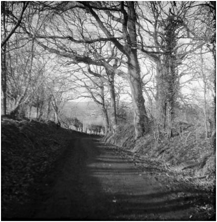 Stoke Woods