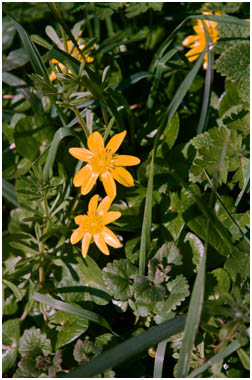 wild flowers at Fiddleford Manor