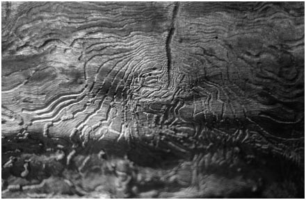 Dutch Elm disease