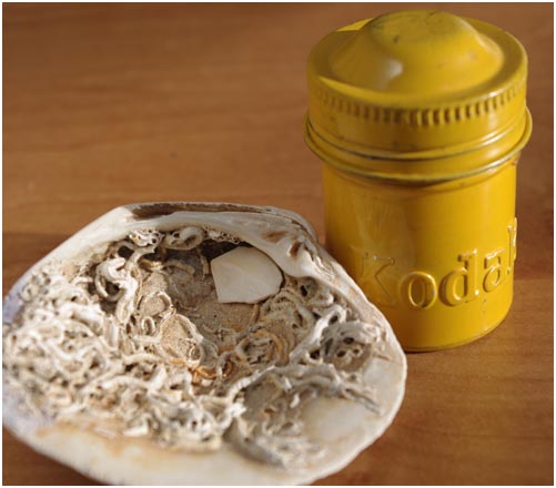 macro shell